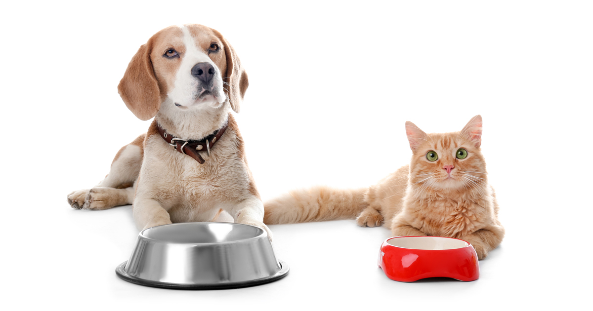 Dog and cat with food bowls.
