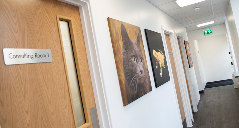 Consult-rooms_Hawthorn-Vets_DSC0778