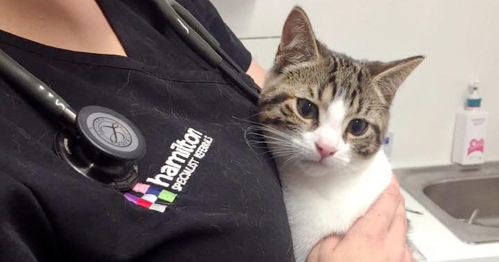 Life-saving surgery for rescue kitten | Vet Times Life-saving surgery for rescue kitten | Vet Times
