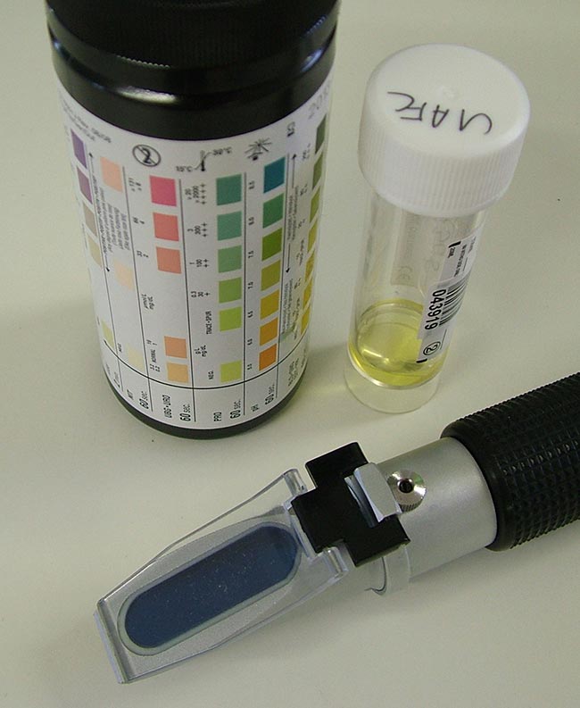 Figure 2. A urinalysis to exclude an active sediment prior to performing a urine protein:creatinine ratio, which will more accurately quantify urine protein.