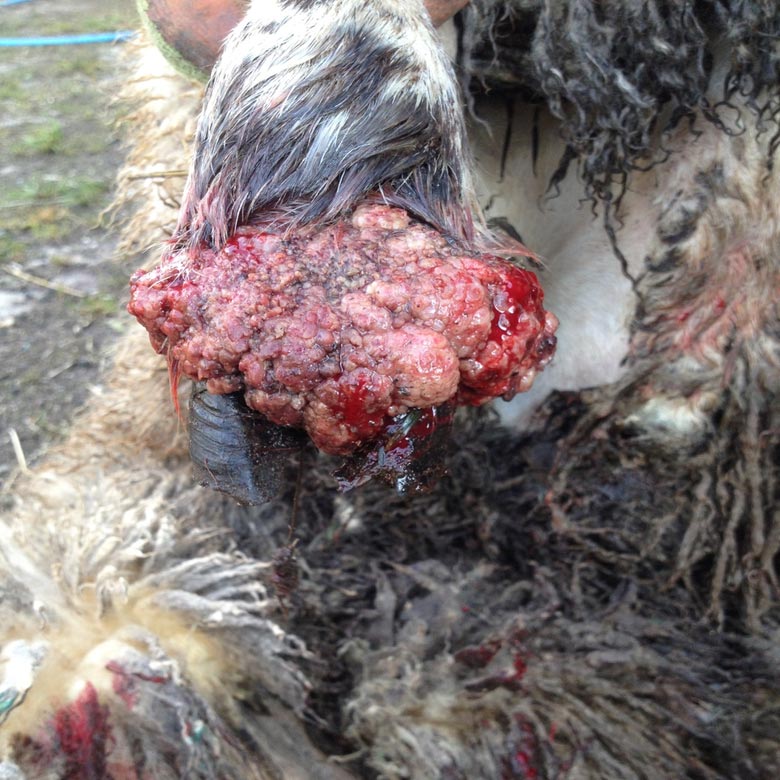 A case of strawberry foot rot.