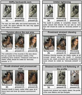 Figure 1. Diagrams and explanations of the Horse Grimace Scale. Image: Dalla Costa et al (2014) / CC BY 4.0