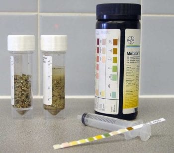 Figure 2. Testing a sample of urinated-on cat litter for glucose can be helpful in monitoring patients, although clearly not quantitative. A sample of litter is scooped into a universal tube. Water is added and the tube shaken, before doing a dipstick on the fluid. In this patient, the dipstick testing confirmed the presence of glycosuria in a diabetic cat.