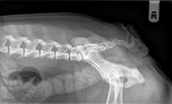 Figure 2. Radiograph of the caudal lumbo-coccygeal vertebrae showing vertebral ankylosis. In severe cases, the tail is deviated in the ventrocranial direction. Image: AHT.
