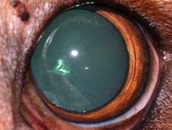 Figures 3a-3d. States of progression. 3a. Incipient: partial cataract (less than 10% to 15% of the lens is affected; no obvious visual deficits).