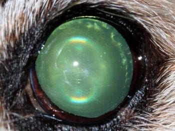 Figure 2. Nuclear sclerosis. Note the grey haze of the lens nucleus. Fundoscopy is still possible through the nucleus and vision deficits are rarely noticed.