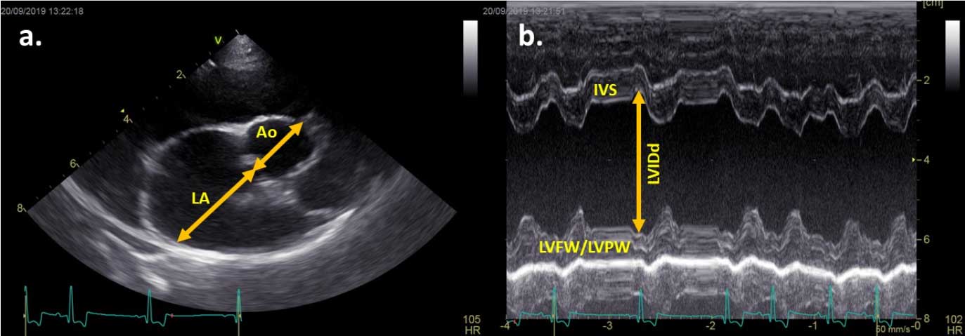 Figure 1a. Right parasternal short axis view of the left atrium, with the measurement taken in early diastole (one frame after aortic valve closure). Figure 1b. M-mode of the left ventricle from the right parasternal short axis view. To convert the left ventricular internal dimension in diastole (LVIDd) into a normalise (N) value: LVIDdN = LVIDd(cm)/weight(kg)0.294. Key: LA = left atrium; Ao = aorta; IVS = interventricular septum; LVFW = left ventricular free wall; LVPW = left ventricular posterior wall.