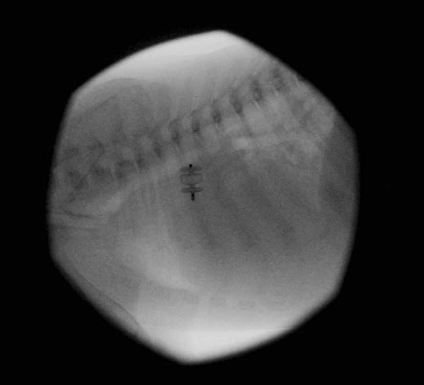 Figure 3. A type-two Amplatzer vascular plug used to occlude a patent ductus arteriosus in a 2.1kg cross-breed puppy.