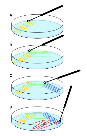 Figure 1. Streaking technique. (A) A swab or loop containing the original inoculum is gently rubbed back and forth in one area of the plate. (B) A new sterile loop is used to “spread out” any growth. (C) Further spreading using the same sterile loop. (D) Further spreading. Section D should contain singular colonies. Image: Nic Ilchyshyn.