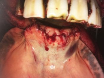 Photograph of a horse postoperatively after having all of its mandibular incisors extracted.