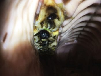 A horse with advanced grade-three infundibular caries.
