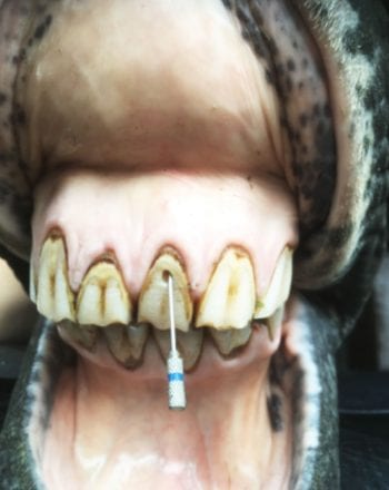 A horse’s incisor being prepared for endodontic treatment.