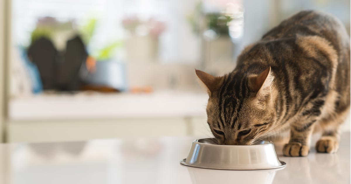 Cat eating from metal food bowl.