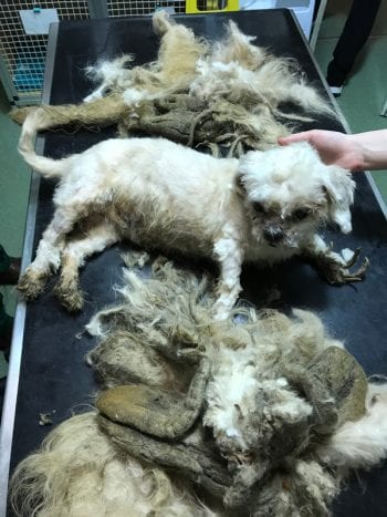 Lovely little Marley revealed. Image: RSPCA.