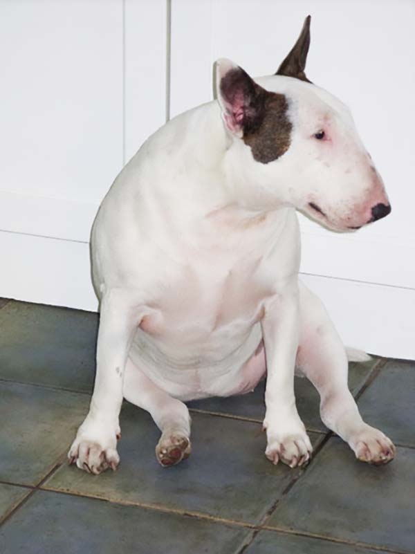 Figure 1. An overweight English bull terrier, often described as a "stocky" breed.
