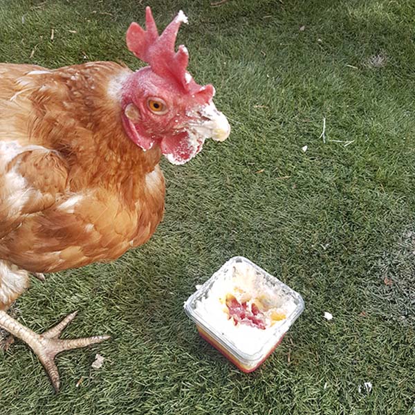 Figure 4. An ex-battery chicken enjoying a very inappropriate treat.