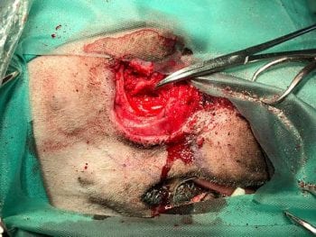 Figure 4. Mass removed with soft tissue margins and beginning to remove the affected section of bone.