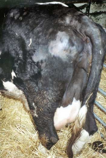 Figure 3. A cow about a week before calving, with a body condition score higher than 3.5 and hard faeces. The cow had previously been in a yard with minimal bedding and lost hair. This cow is likely to have fatty liver and may well develop milk fever.