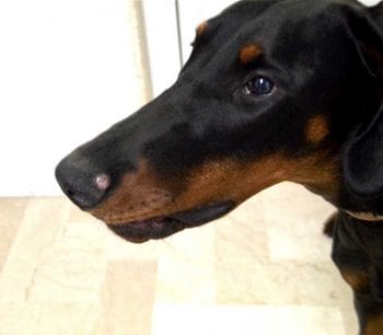 Nala the Dobermann. Image: Giuseppe Menga, Centro Veterinario Einaudi