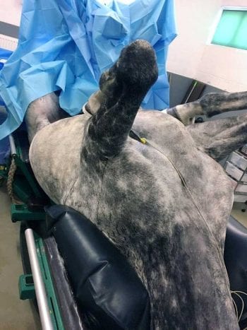 Figure 1. Recumbency and positioning of the horse can cause compression of the major vessels returning blood to the heart – compromising venous return and having a detrimental effect on blood pressure.