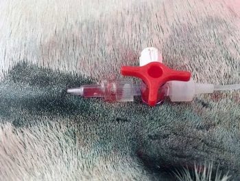 Figure 2 (left). An over-the-needle cannula placed in a peripheral artery for direct measurement of arterial blood pressure.