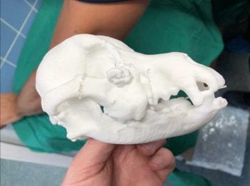 Figure 3. A 3D-printed skull.