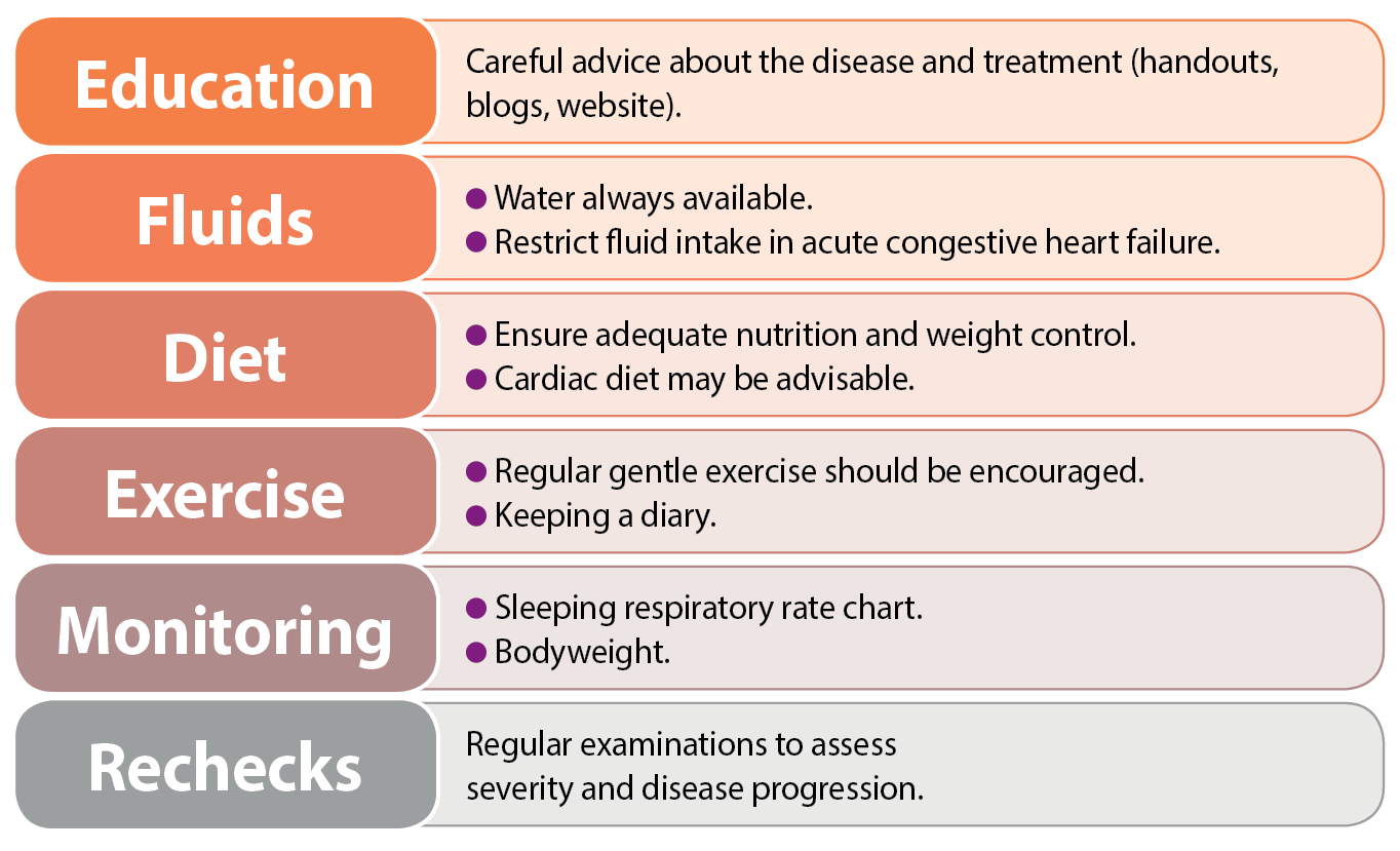 Figure 3. Summary of conservative strategies that can be implemented in the management of dogs with myxomatous mitral valve disease.