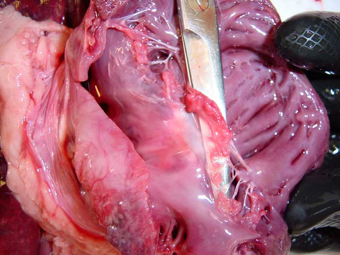 Figure 1. Postmortem specimen from a dog showing changes consistent with myxomatous mitral valve disease. The mitral valve leaflets are lifted by the surgical scissors, and appear thickened and distorted, with nodules merging on the free edges. Chordae tendineae are also affected, and appear elongated and thickened.