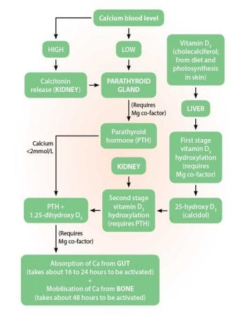 Figure 1. Regulation of calcium in the cow (modified from Kelly, 2000).