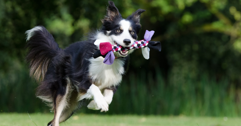 Border collie running with toy.