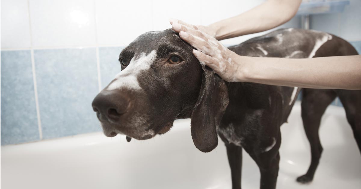 Dog being washed.