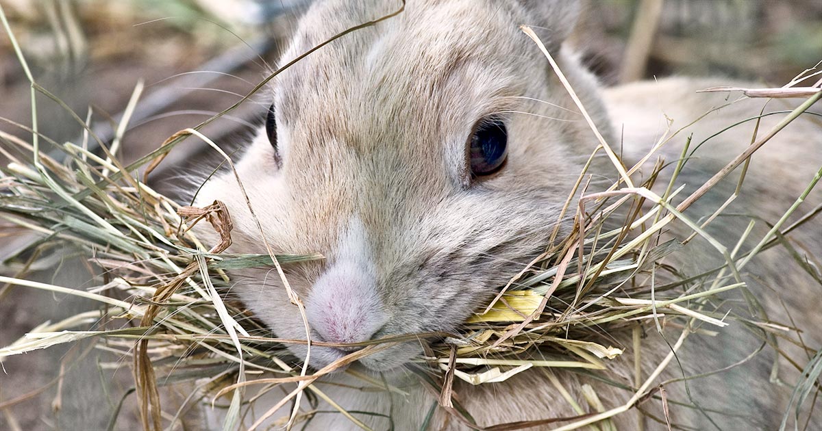 Rabbit eating hay. Image © DanielWanke / Pixabay