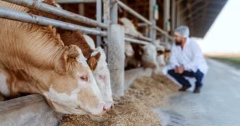 Image: dusanpetkovic / Adobe Stock vet tech farm vet