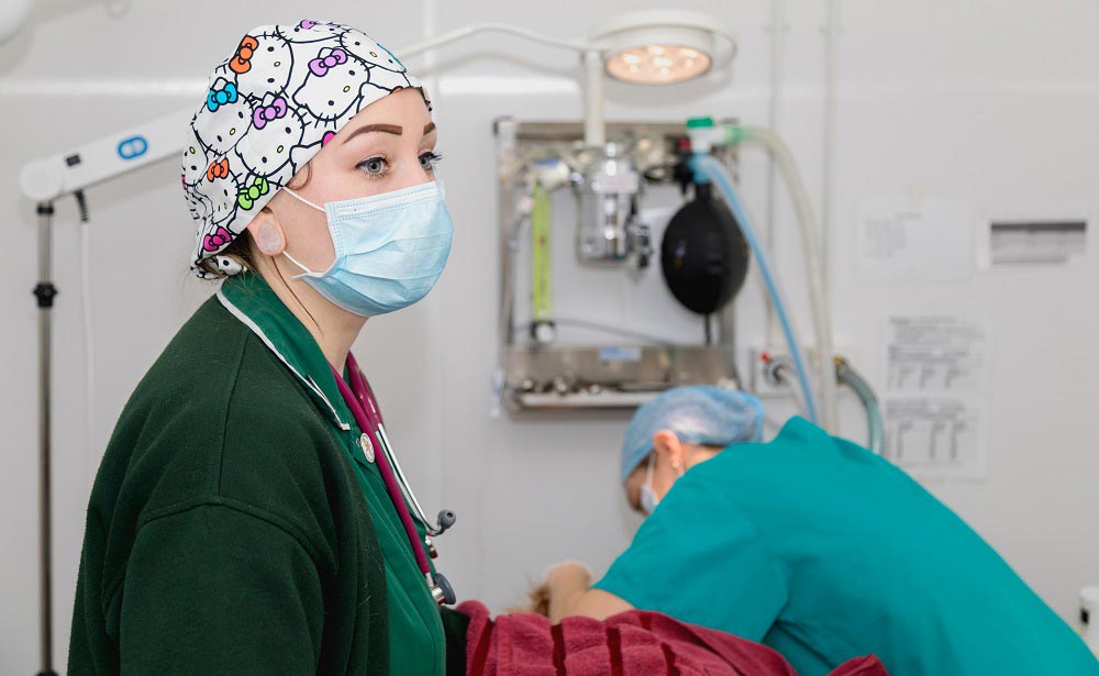 RVNs can update their veterinary nursing qualification to a BSc(Hons) Veterinary Nursing degree. Image © The College of Animal Welfare