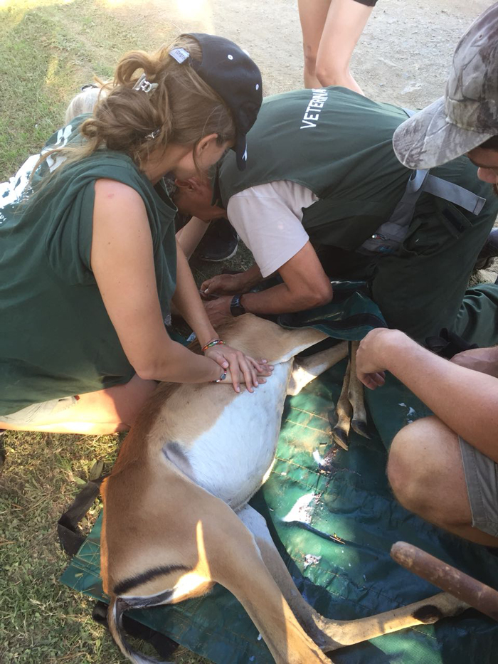 The programme gives volunteers the opportunity to participate in a wide range of veterinary work and get hands-on with African wildlife.