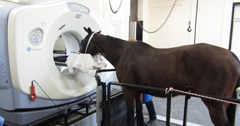 A horse undergoing CT scanning of the head.