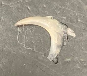 The extracted claw.