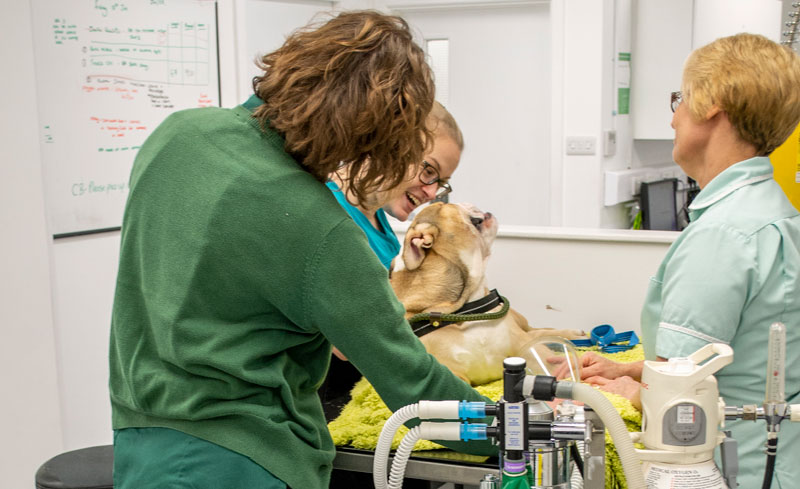 Staff-in-prep-area-Spinney-Vets_DSC1303