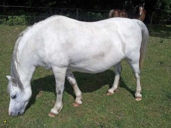 Figure 1. A 12-year-old Welsh pony mare with generalised obesity.