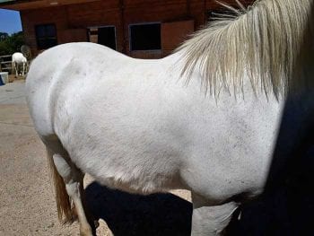 Figure 2. A 20-year-old Welsh-cross pony mare with regional hypertrichosis.