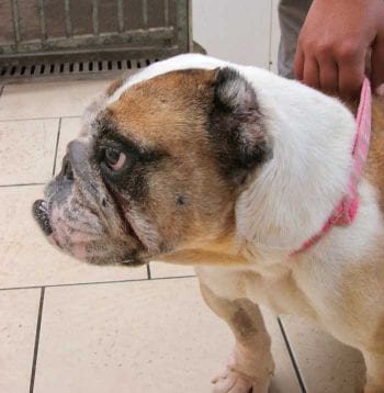 A brachycephalic dog with a contagious cough.