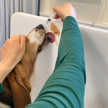 High-value food treats – such as peanut butter – can help make intranasal vaccination less aversive.