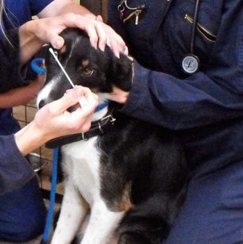 Conjunctival swabs may be helpful in cases where canine distemper virus is suspected.