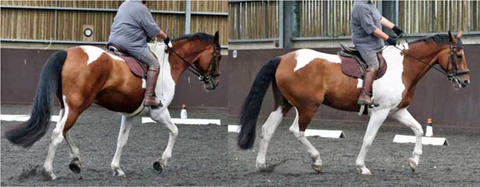 Figure 2. Horse 19 – lame. Ridden horse ethogram behaviour score 9 out of 24 (trained assessor).