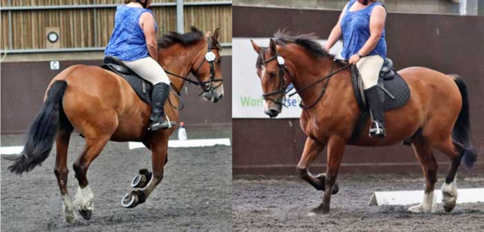 Figure 3. Horse 20 – non-lame. Ridden horse ethogram behaviour score 4 out of 24 (trained assessor).