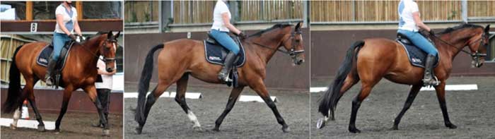 Figure 4. Horse 14 – non-lame. Ridden horse ethogram behaviour score 3 out of 24 (trained assessor).