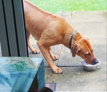 A Rhodesian ridgeback being fed an exclusively raw diet – it may look healthy, but could be shedding pathogenic microorganisms, and so should be treated as a high biosecurity risk and handled appropriately.