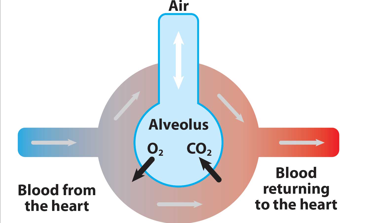 Figure 1. Factors that can affect the end-tidal carbon dioxide.