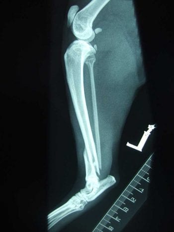 Nursing a cat with a fracture can be rewarding, and knowing how to approach the case when you see a radiograph like this is important.
