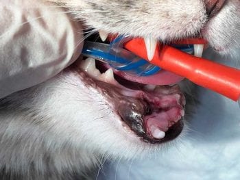 Feline dentistry is likely an important part of your caseload – do you feel confident approaching the jaw fracture and chronic gingivostomatitis?